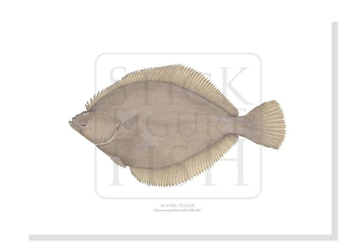 Alaska Plaice - Fine Art Print