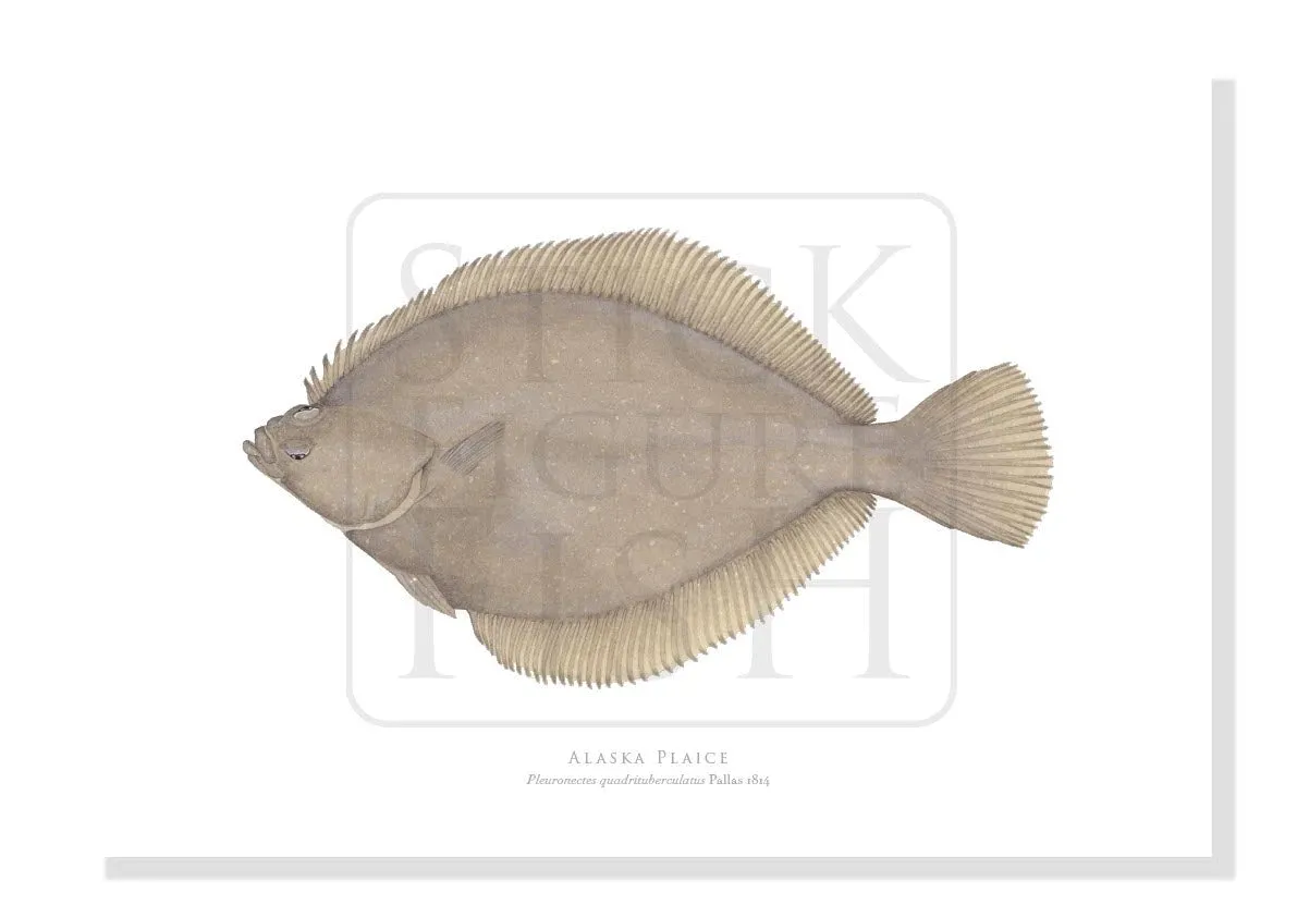 Alaska Plaice - Fine Art Print