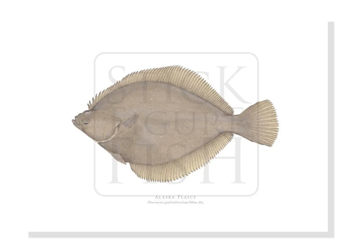 Alaska Plaice - Fine Art Print