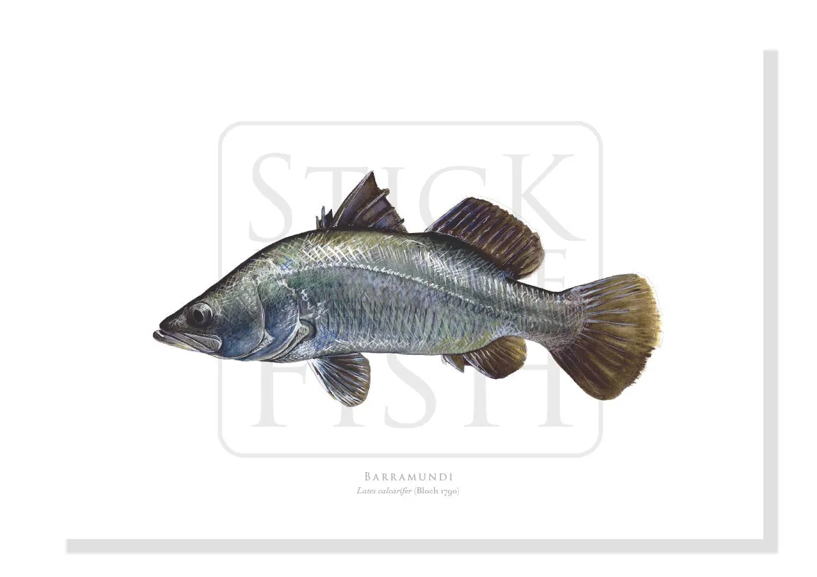 Barramundi, Lates calcarifer (Bloch 1790) - Fine Art Print