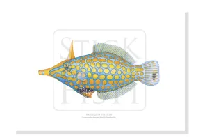 Harlequin Filefish - Fine Art Print