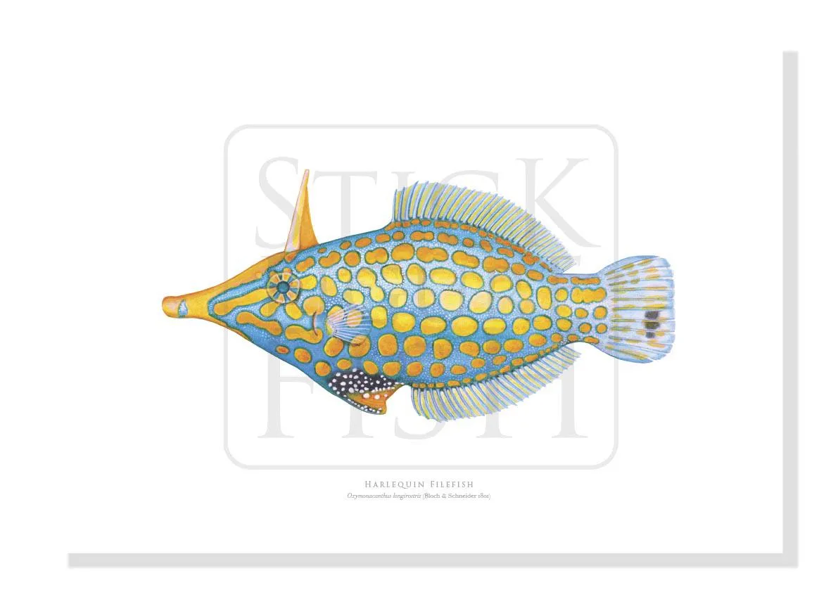 Harlequin Filefish - Fine Art Print