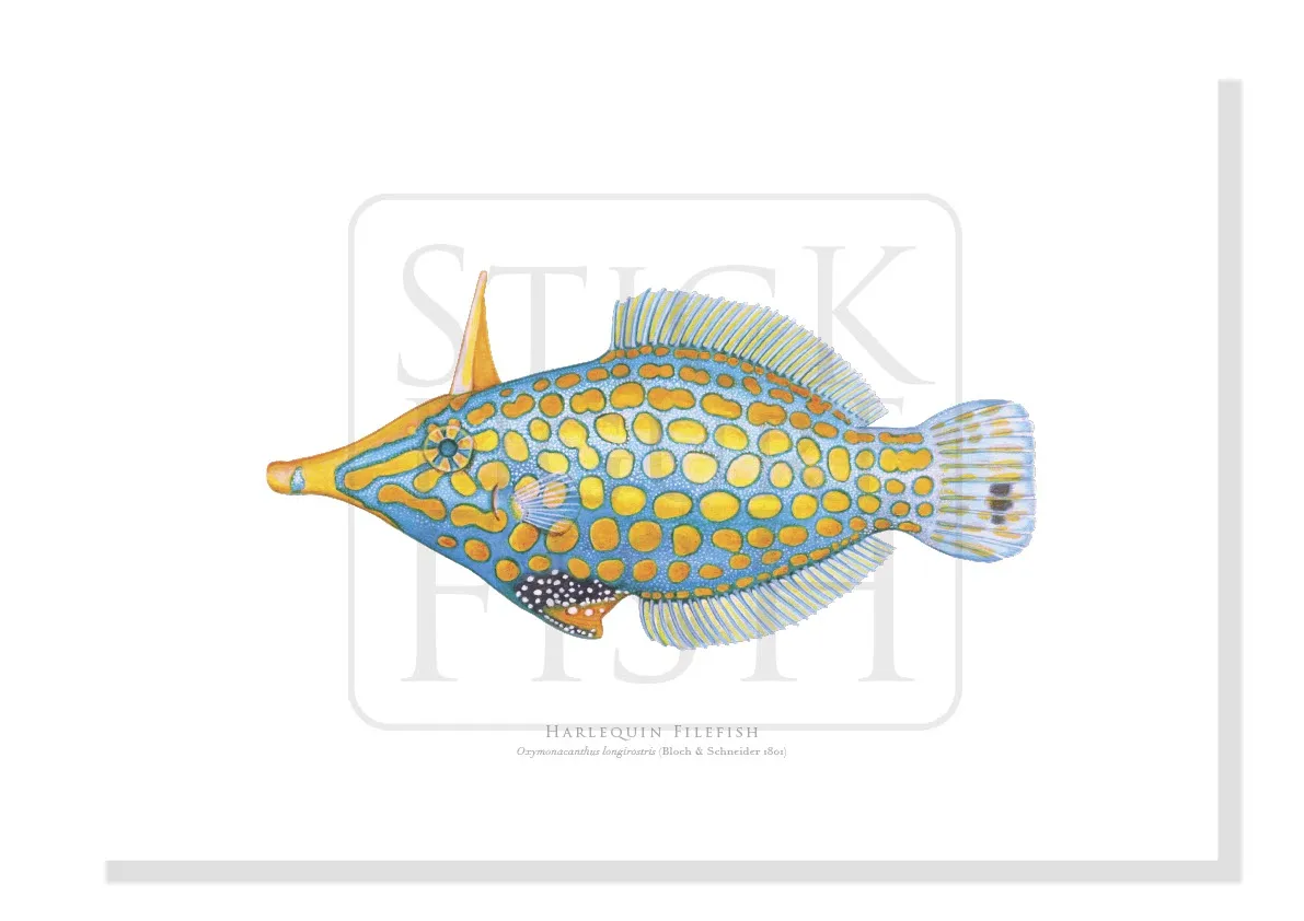 Harlequin Filefish - Fine Art Print