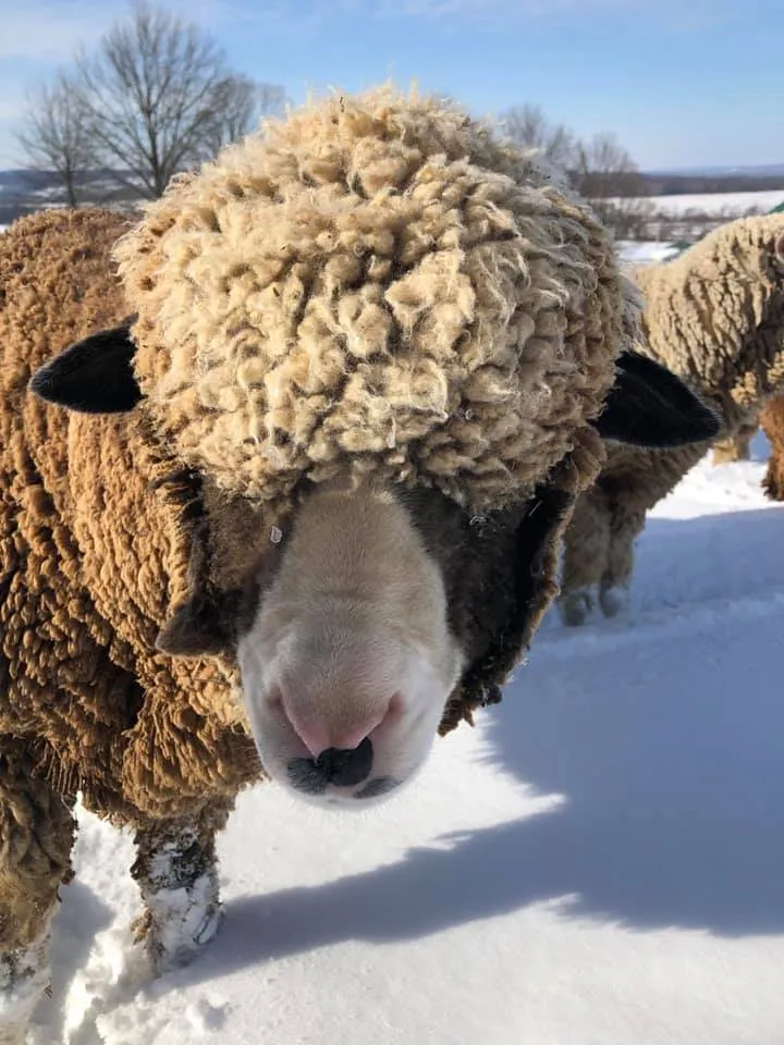 Natural Merino Yarn (NY)