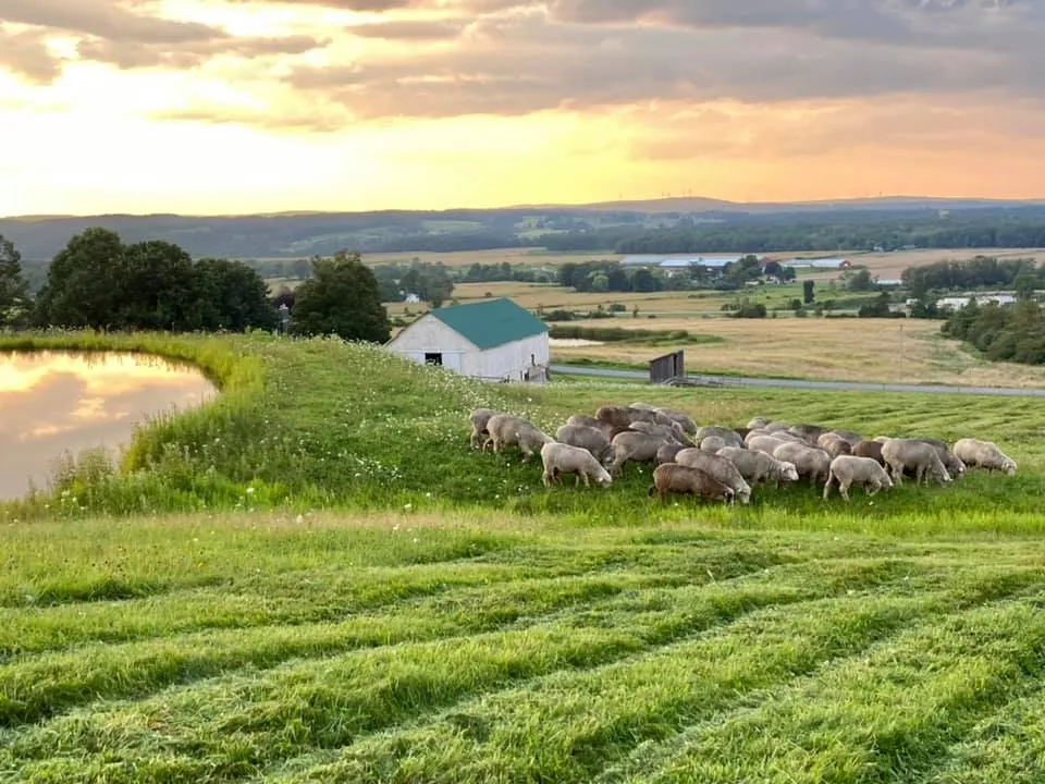 Natural Merino Yarn (NY)