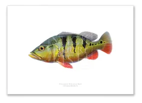 Speckled Peacock Bass (Pavon), Cichla temensis Humboldt 1821 - Fine Art Print