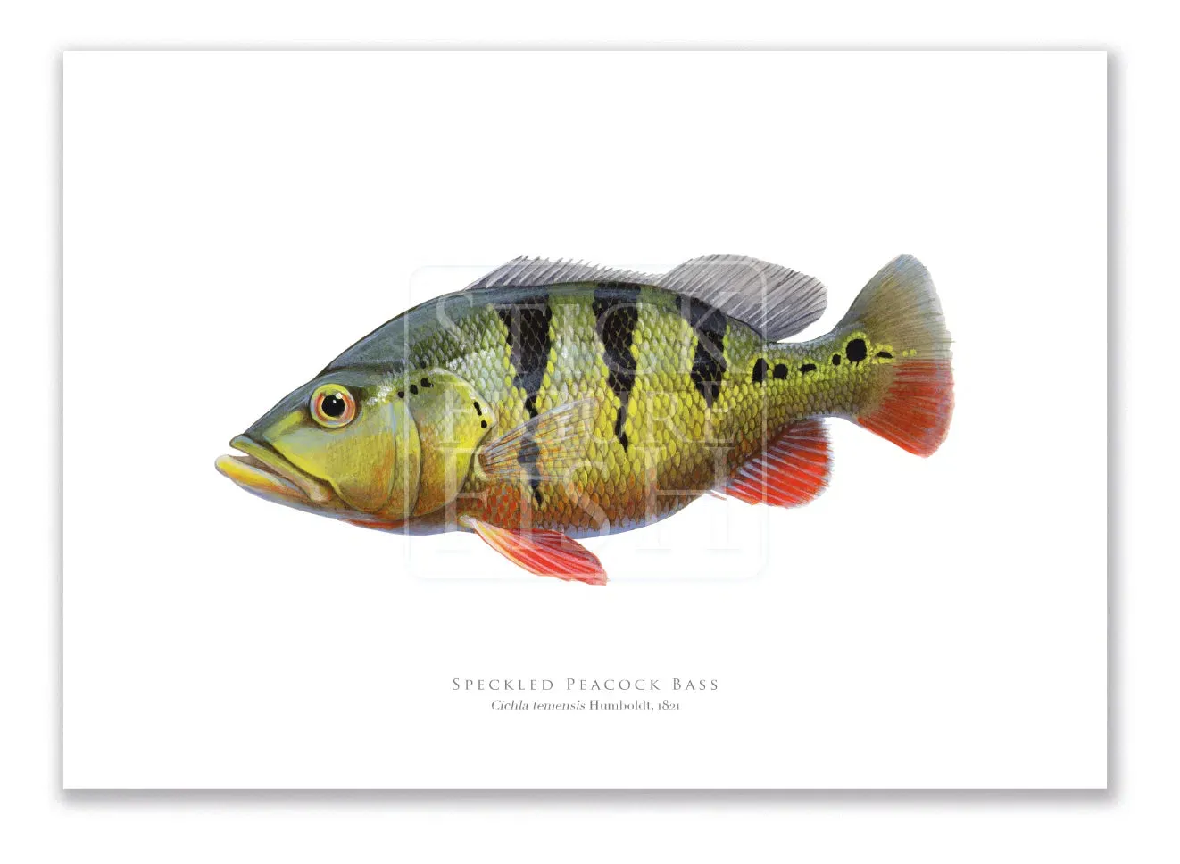 Speckled Peacock Bass (Pavon), Cichla temensis Humboldt 1821 - Fine Art Print